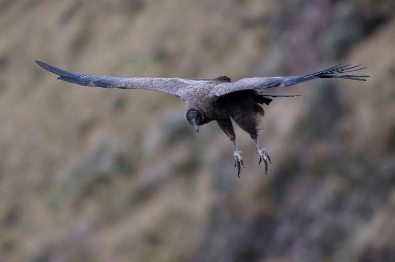 A female Andean Condor (Vultur gryphus) overflies the Chakana private reserve of the Jocotoco foundation, on the slopes of the Antisana volcano, 50 km southeast of Quito, on September 10, 2020. Photo: AFP