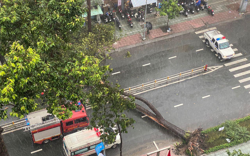 A falling tree, which killed a motorcyclist, blocks a section of Nguyen Tri Phuong Street in District 10, Ho Chi Minh City, September 24, 2020. Photo: Huynh Luu Duc Toan / Tuoi Tre
