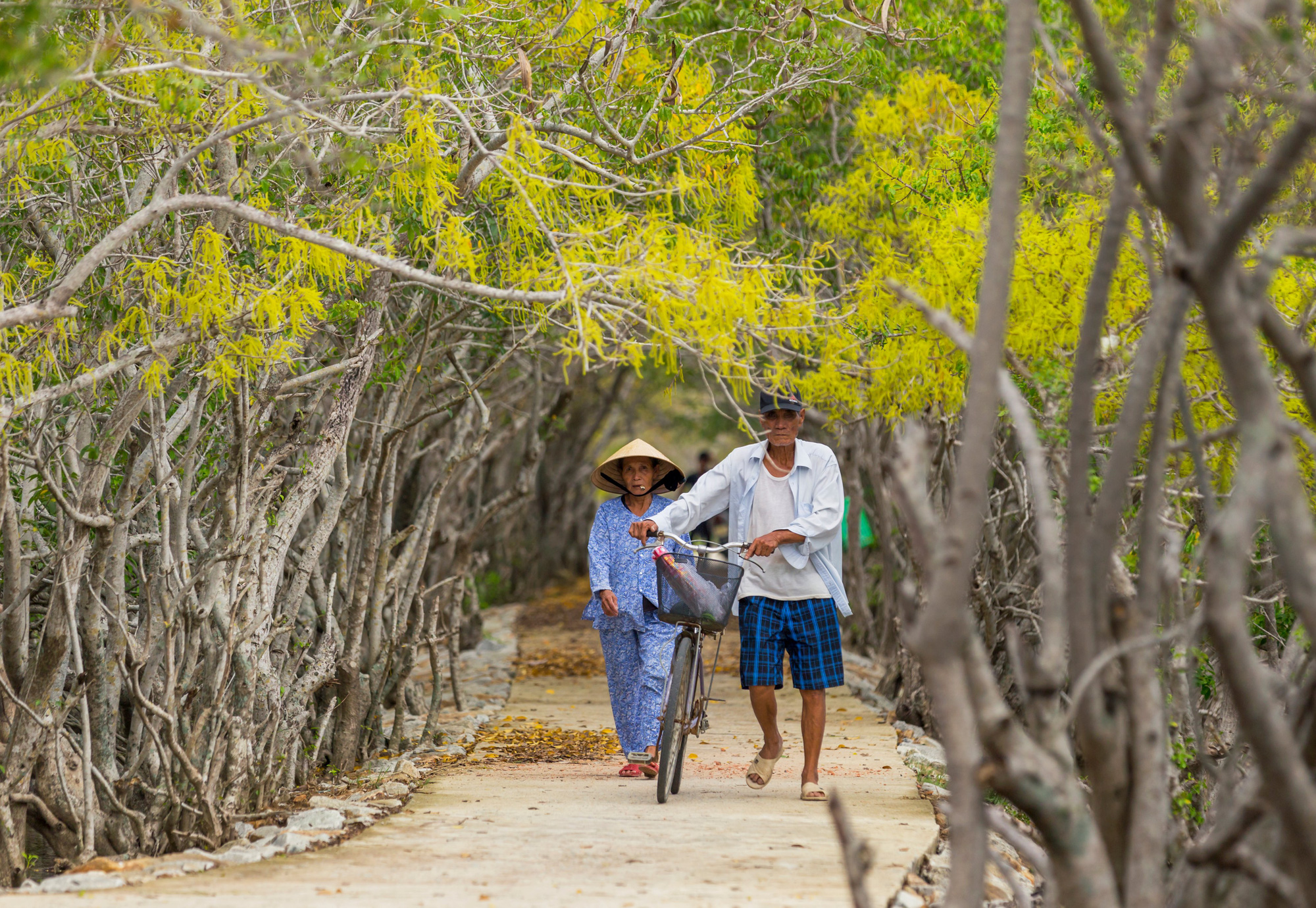Local people walk on a road leading to Ru Cha mangrove forest in Huong Tra District, Thua Thien-Hue Province, Vietnam. Photo: Kelvin Long / Tuoi Tre