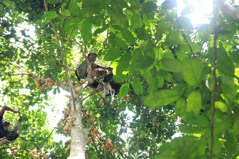 Ky Xuan Binh still climbs langsat trees every harvest season despite being in his 60s