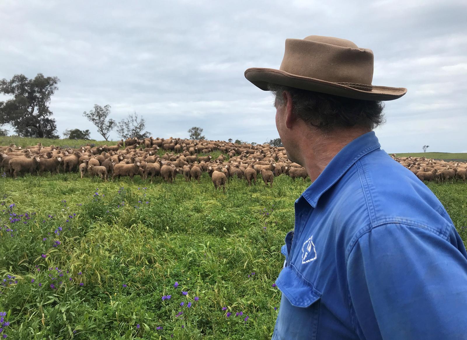 Wool and sheep producer Micheal Field looks at his merino sheep on the property 'Benangaroo' in Jugiong, New South Wales, Australia October 7, 2020. Photo: Reuters