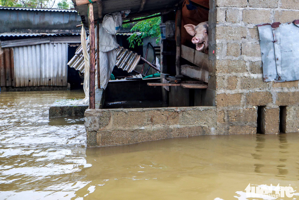 Farmed pigs are moved to higher places as flood water rises in Quang Phuoc Commune, Quang Dien District, Thua Thien-Hue Province on October 16, 2020. Photo: Nguyen Khanh / Tuoi Tre