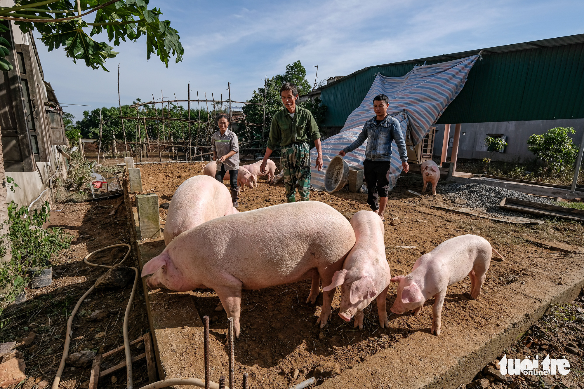 A family takes their pig herb back home after flood recedes in Ha Tinh Province, Vietnam, October 22, 2020. Photo: Nam Tran / Tuoi Tre
