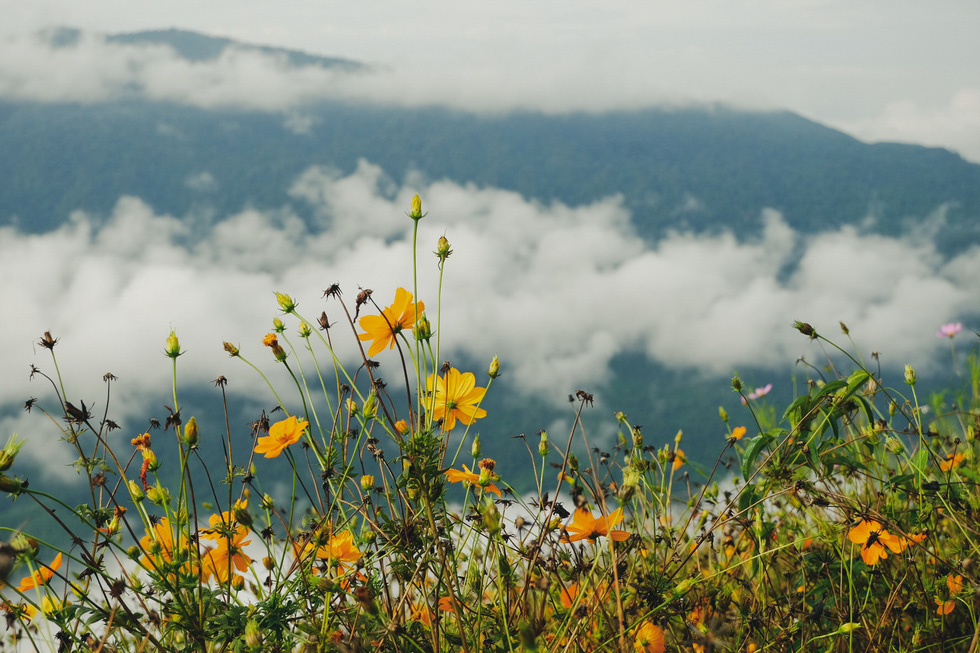 A mesmerizing photo of cosmos flowers in full bloom facing the sea of clouds at Hang Kia Commune, Mai Chau District, Hoa Binh Province, Vietnam. Photo: Le Hong Thai / Tuoi Tre