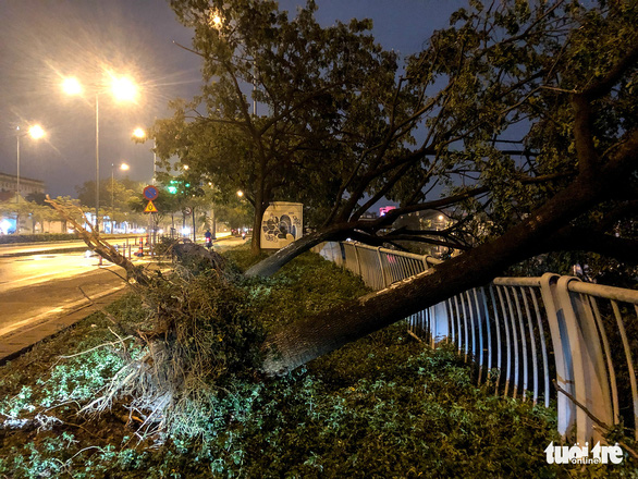 Trees are uprooted in this photo taken on Vo Van Kiet Street of Ho Chi Minh City. Photo: Chau Tuan / Tuoi Tre
