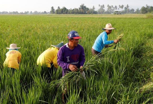 Asia rice-New crop weighs on India rates; Vietnam bets on Philippines deal