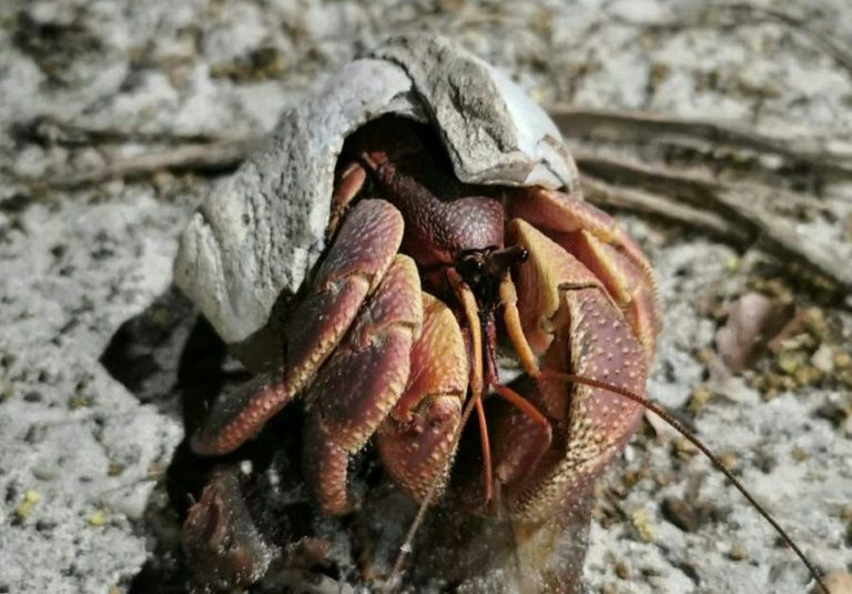 Call for shell donations as Thailand's hermit crabs face housing crisis