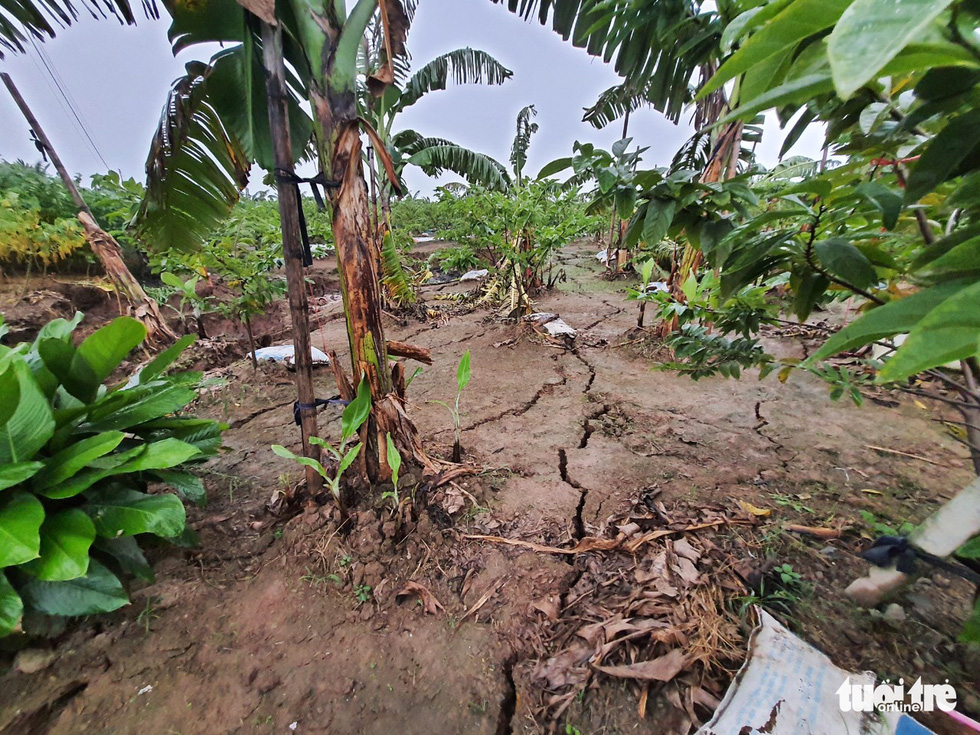 Long cracks keep appearing and expanding on land surface. Photo: Ngoc Anh/Tuoi Tre