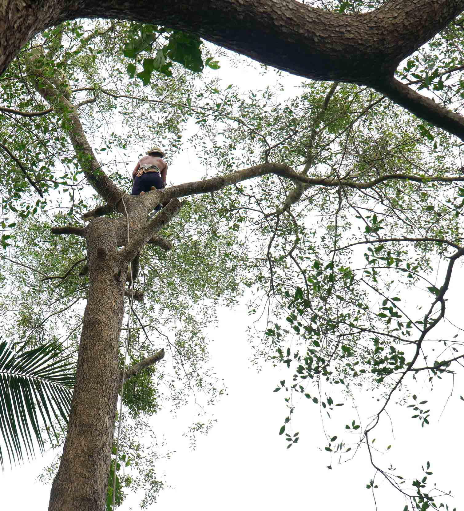 Pham Thanh Tung climbs on a tree to cut it down with his chainsaw. Photo: Mau Truong / Tuoi Tre