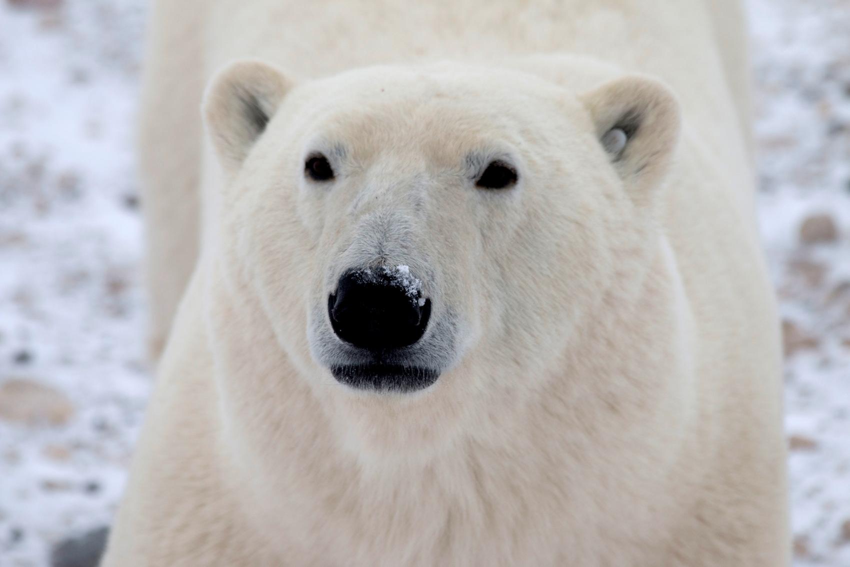 Remote Canadian town programs radar to spot approaching polar bears 