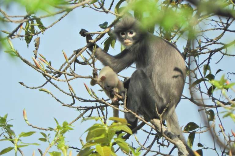 Newly discovered primate in Myanmar 'already facing extinction'