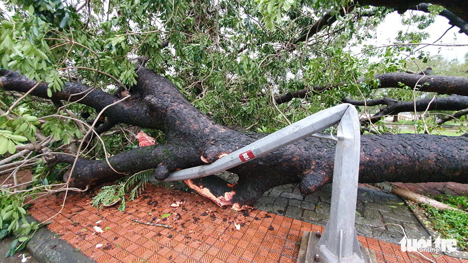 A tree is uprooted in Thua Thien-Hue Province, Vietnam, November 15, 2020. Photo: Phuoc Tuan / Tuoi Tre