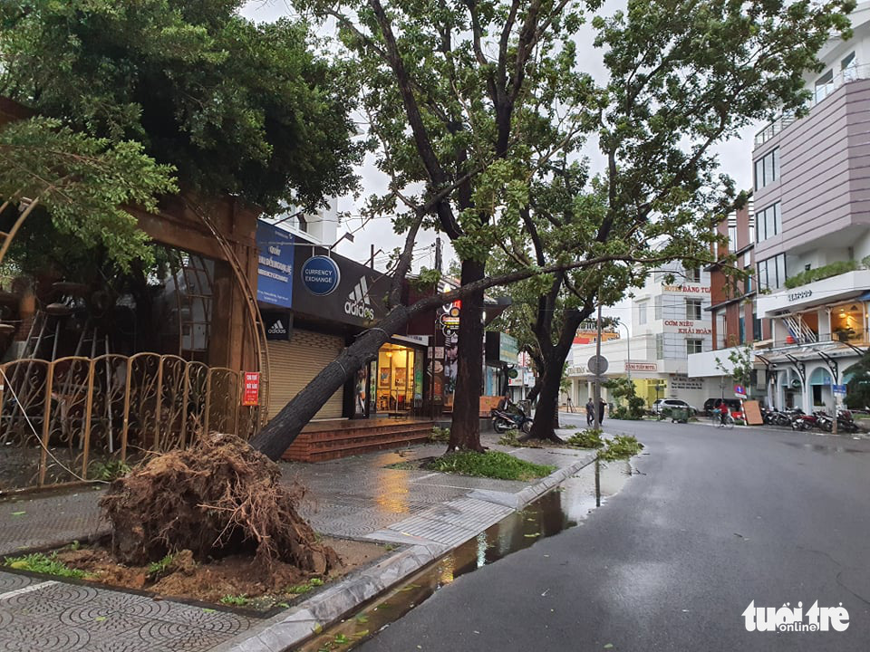 A tree is uprooted in Thua Thien-Hue Province, Vietnam, November 15, 2020. Photo: Phuoc Tuan / Tuoi Tre