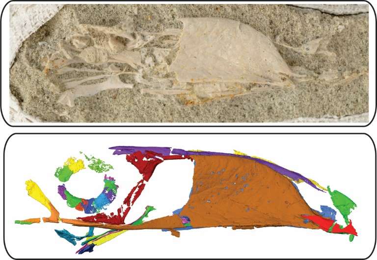 Fossil reveals 'buck-toothed toucan' that lived with dinosaurs