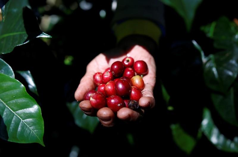 Asia Coffee-Vietnam prices slip ahead of peak harvest stockpile build up