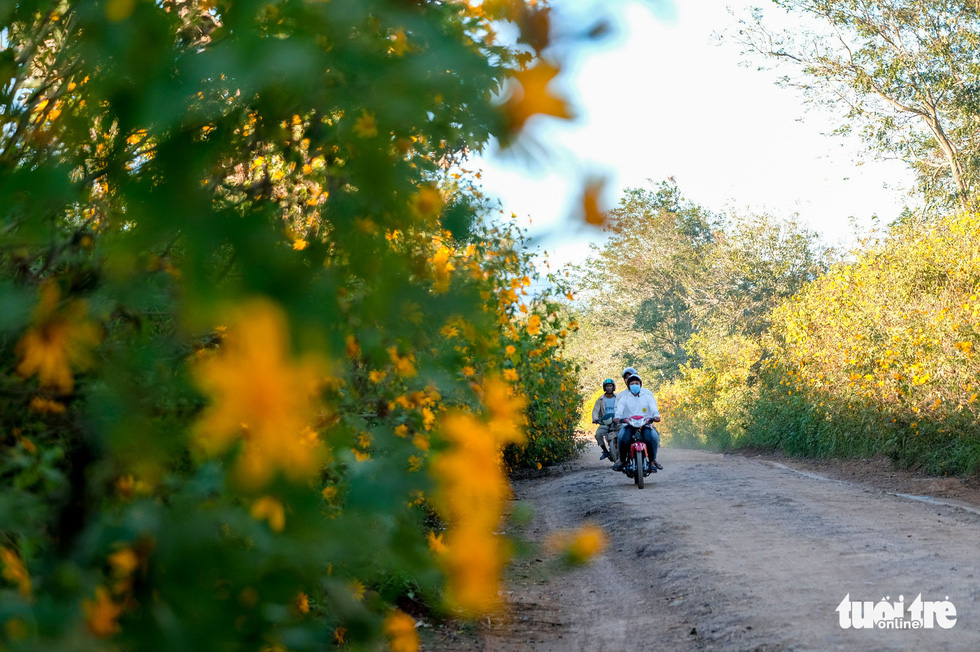 Local people ride motorbikes on a red soil road lined with wild sunflower bushes in Dalat City, Lam Dong Province, Vietnam. Photo: Duc Tho / Tuoi Tre