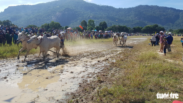 Bulls are seen at a race to promote the Bay Nui (Seven Mountains) bull race, a traditional cultural game of the Khmer people in An Giang, during a paragliding contest at Tri Ton District in the southern province of An Giang on November 28, 2020. Photo: Buu Dau/ Tuoi Tre