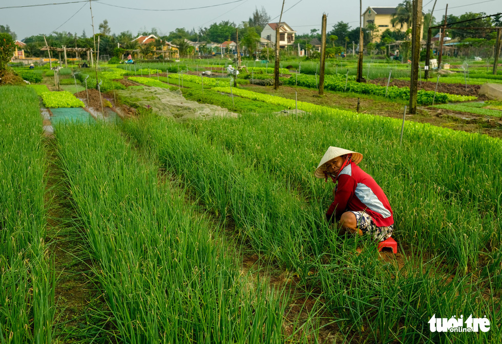 Plots of vegetables are seen at Tra Que Village. Photo: Gia Thinh / Tuoi Tre
