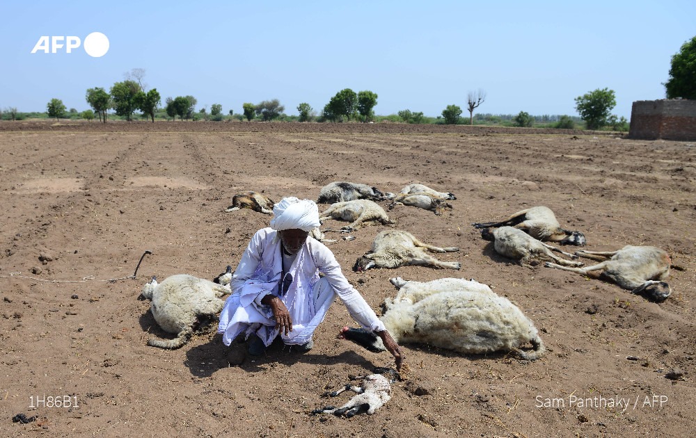 Indian migrant shepherd Ranabhai, from Vaundh village of Kutch, kneels down amongst his dead sheep at a field in Ranagadh village of Surendranagar district, some 85 kms from Ahmedabad, India on June 4, 2019. Photo: AFP