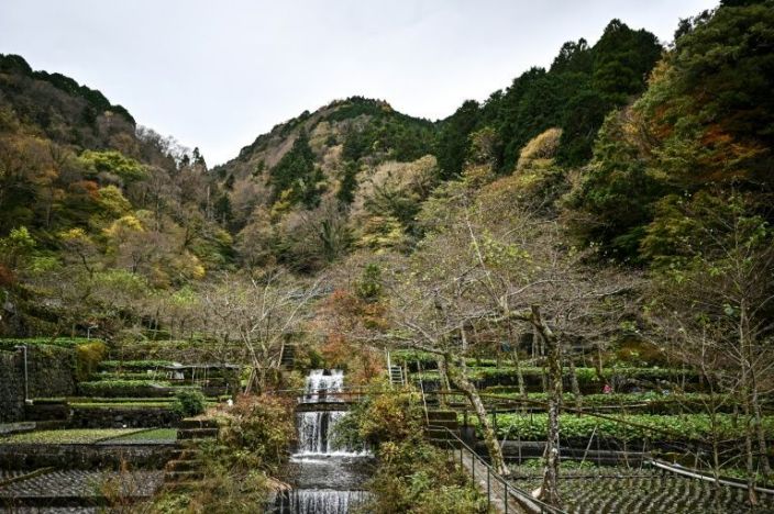 This picture taken on November 24, 2020 shows a farm that cultivates wasabi in Ikadaba in the city of Izu, Shizuoka prefecture. Photo: AFP