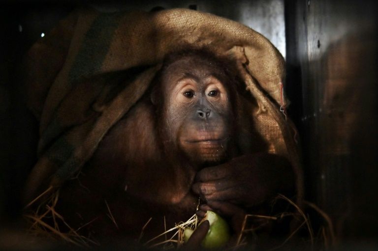 A Sumatran orangutan sits in a cage before being repatriated from Thailand to Indonesia after having been smuggled into the kingdom, at Suvarnabhumi Airport in Bangkok in December 17, 2020. Photo: AFP