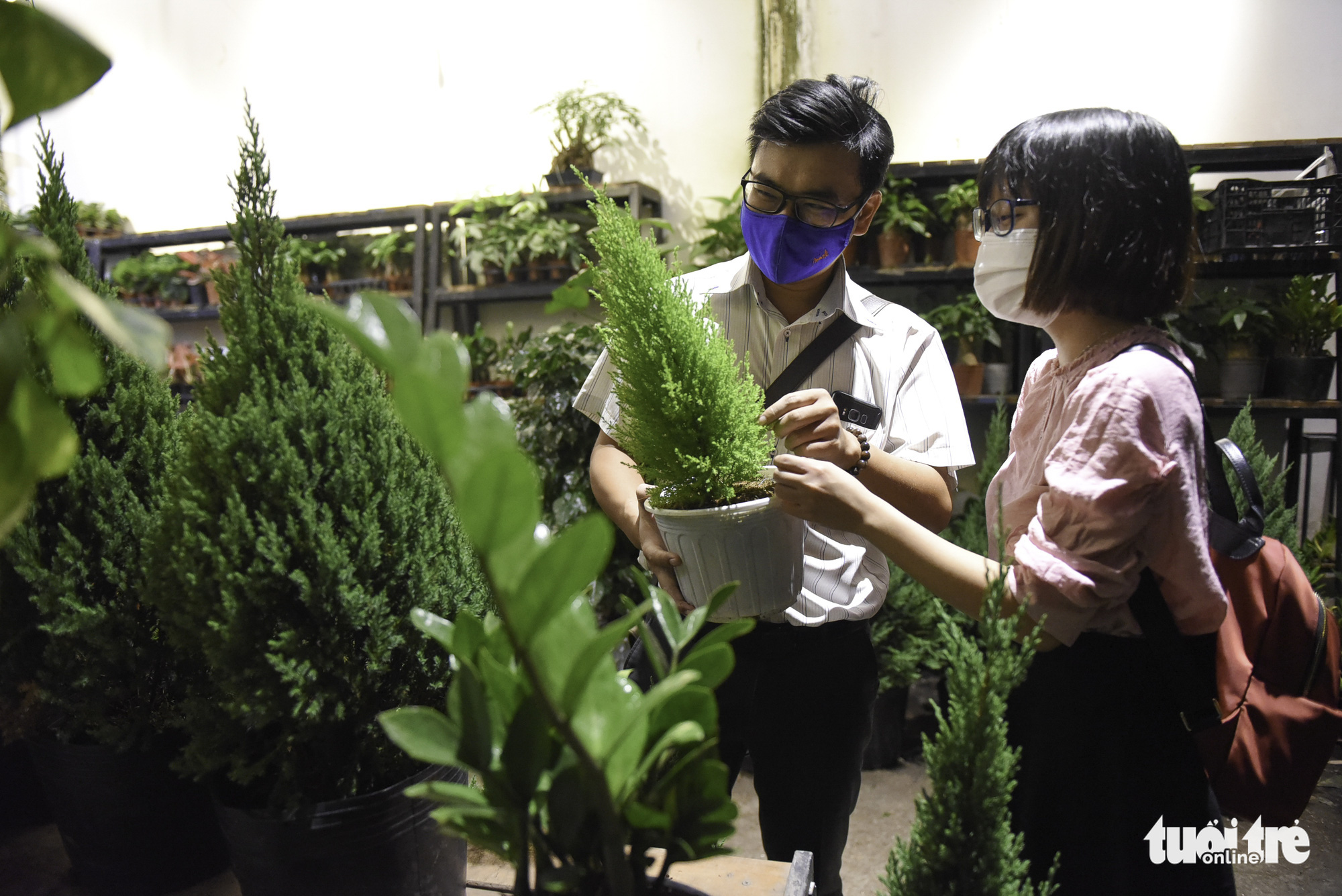 People browse for cypress trees at a store in District 3, Ho Chi Minh City. Photo: Bong Mai / Tuoi Tre