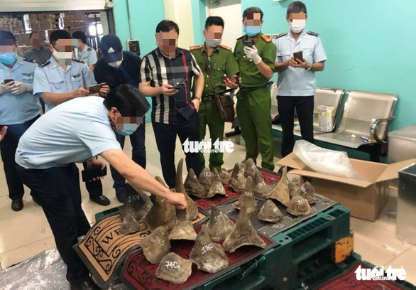 Authority officers examine items suspected to be rhino horns that were detected at a warehouse at Tan Son Nhat International Airport in Ho Chi Minh City, December 22, 2020. Photo: A.X. / Tuoi Tre
