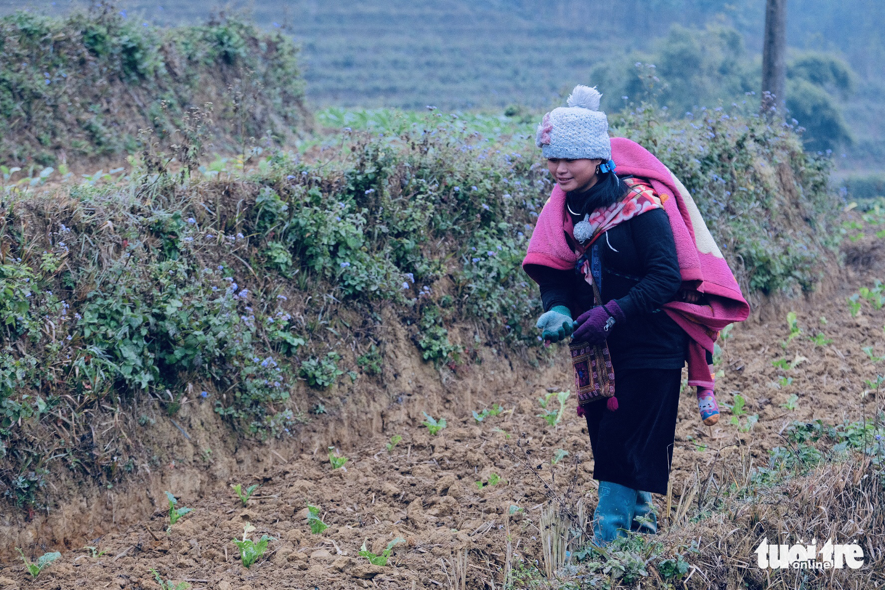 A woman checks her vegetable farm in Sa Pa, Lao Cai Province, Vietnam, December 31, 2020. Photo: Nam Tran / Tuoi Tre