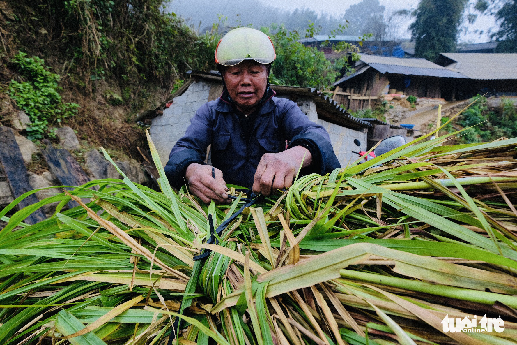 A man collects grass for his cattle in Sa Pa, Lao Cai Province, Vietnam, December 31, 2020. Photo: Nam Tran / Tuoi Tre