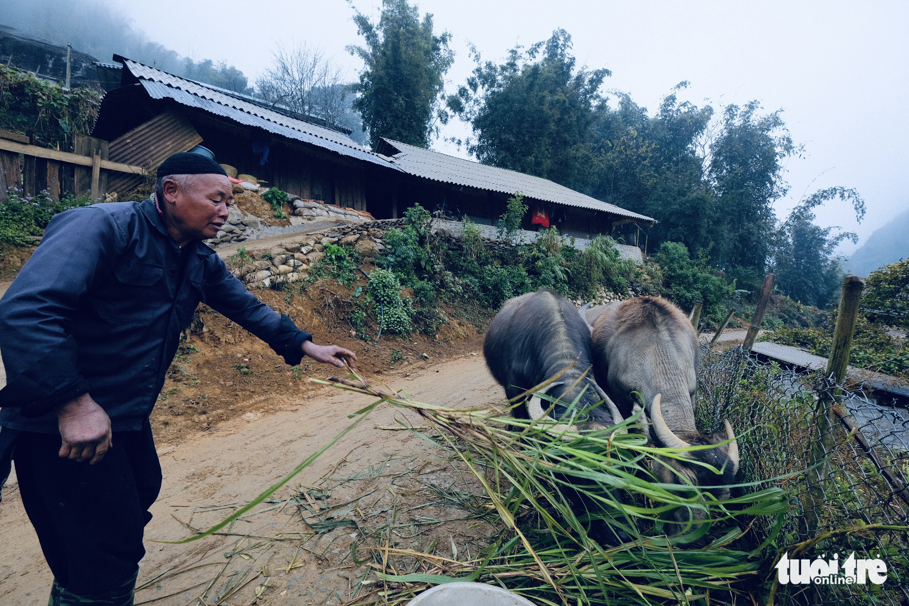 A farmer feeds his buffalos in Sa Pa, Lao Cai Province, Vietnam, December 31, 2020. Photo: Nam Tran / Tuoi Tre