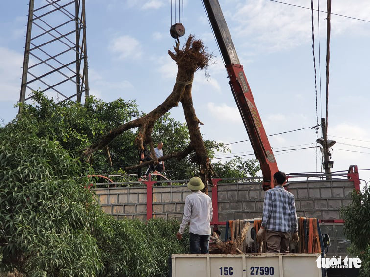 A giant peach blossom tree's trunk with roots is unloaded from a truck in Dang Cuong Commune of An Duong District, Hai Phong City, Vietnam, January 2021. Photo: Ngoc Anh / Tuoi Tre