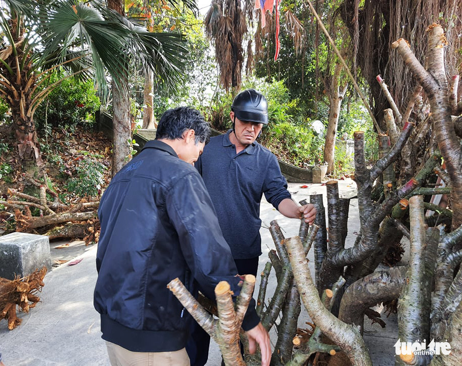 A gardener introduces peach blossom trees' trunks with roots to a customer in Dang Cuong Commune of An Duong District, Hai Phong City, Vietnam, January 2021. Photo: Ngoc Anh / Tuoi Tre