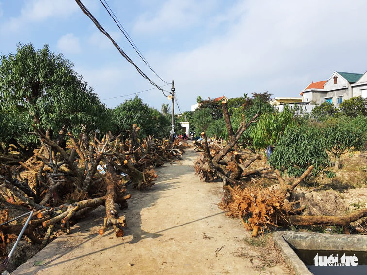 Peach blossom trees' trunks with roots lie on a street in Dang Cuong Commune of An Duong District, Hai Phong City, Vietnam, January 2021. Photo: Ngoc Anh / Tuoi Tre