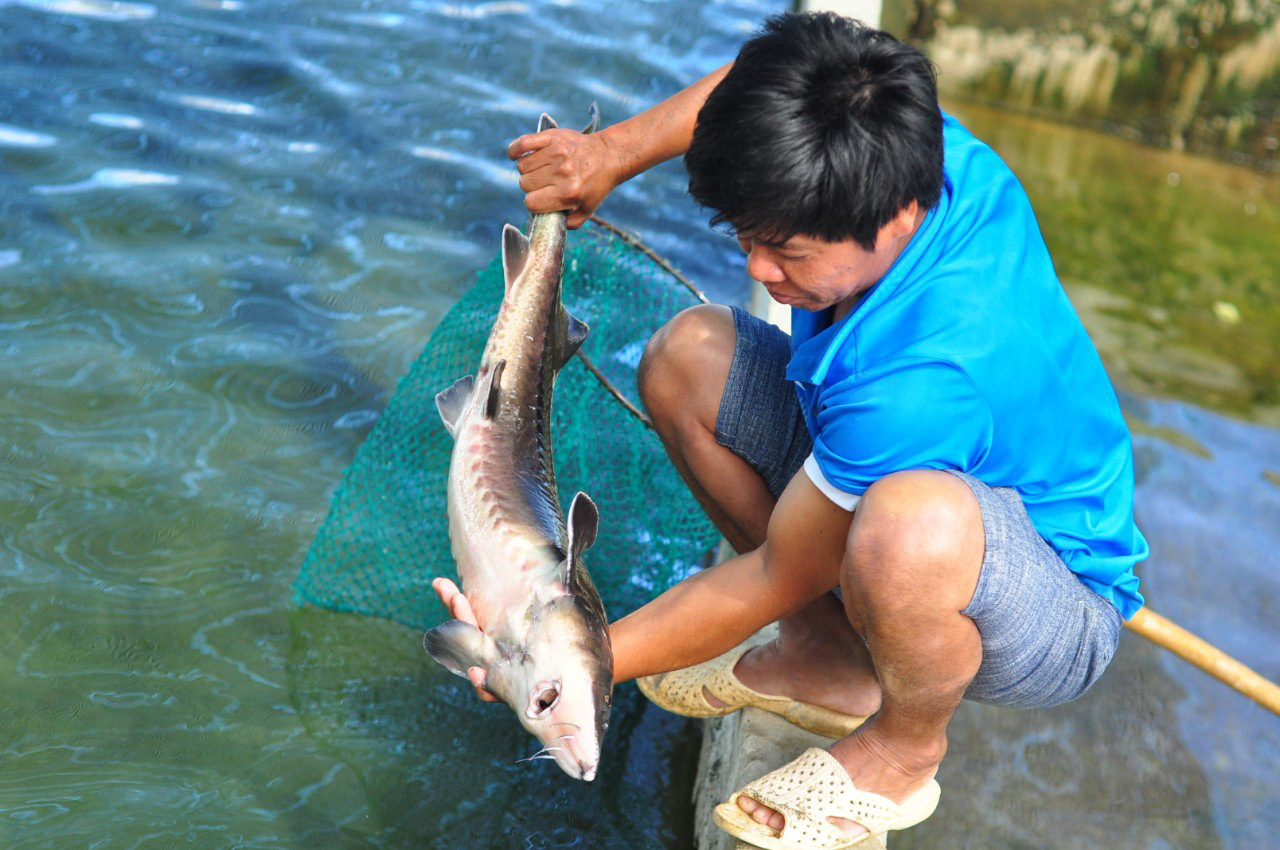 Cheap sturgeons imported from China challenge fish farmers in Vietnam