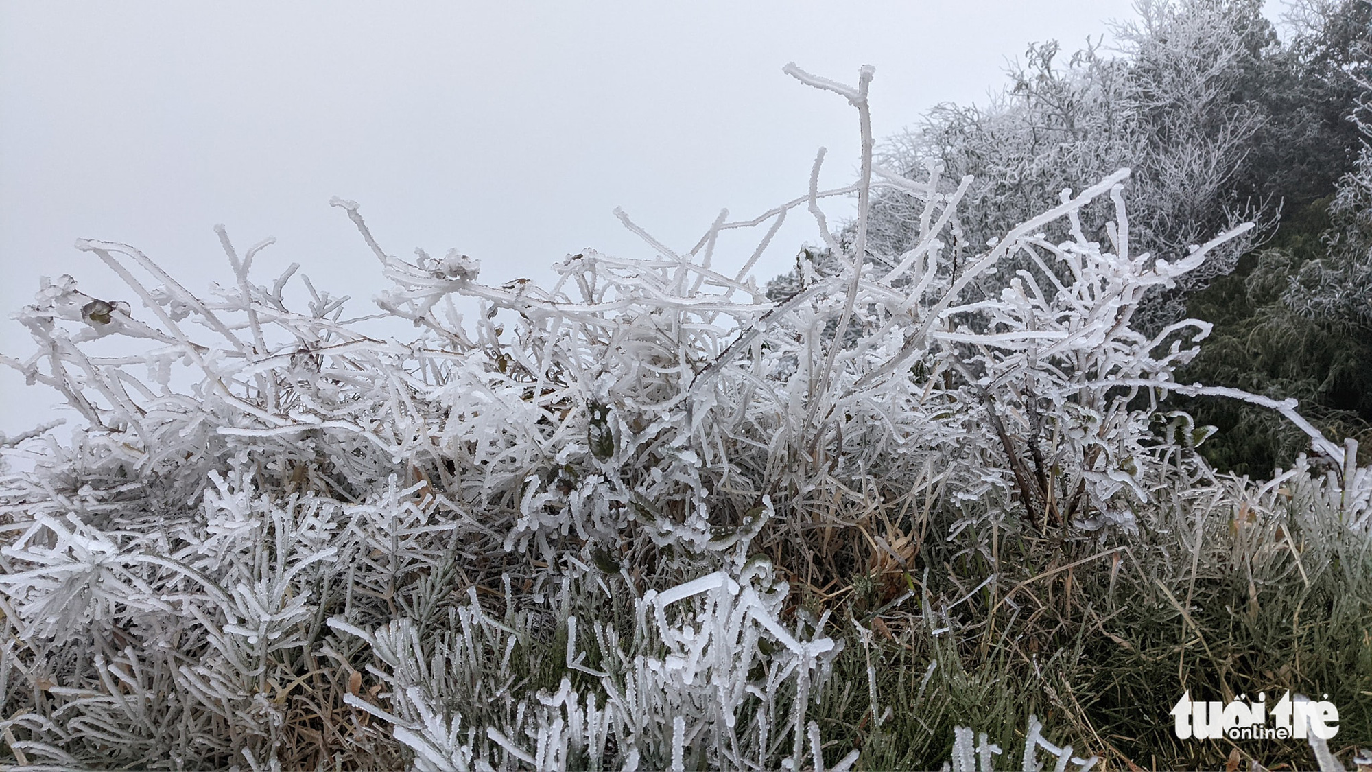 Frost forms on Phja Oac Mountain in Cao Bang Province, Vietnam, January 8, 2021 as temperature falls to minus two degrees Celsius. Photo: Ha Cuong / Tuoi Tre