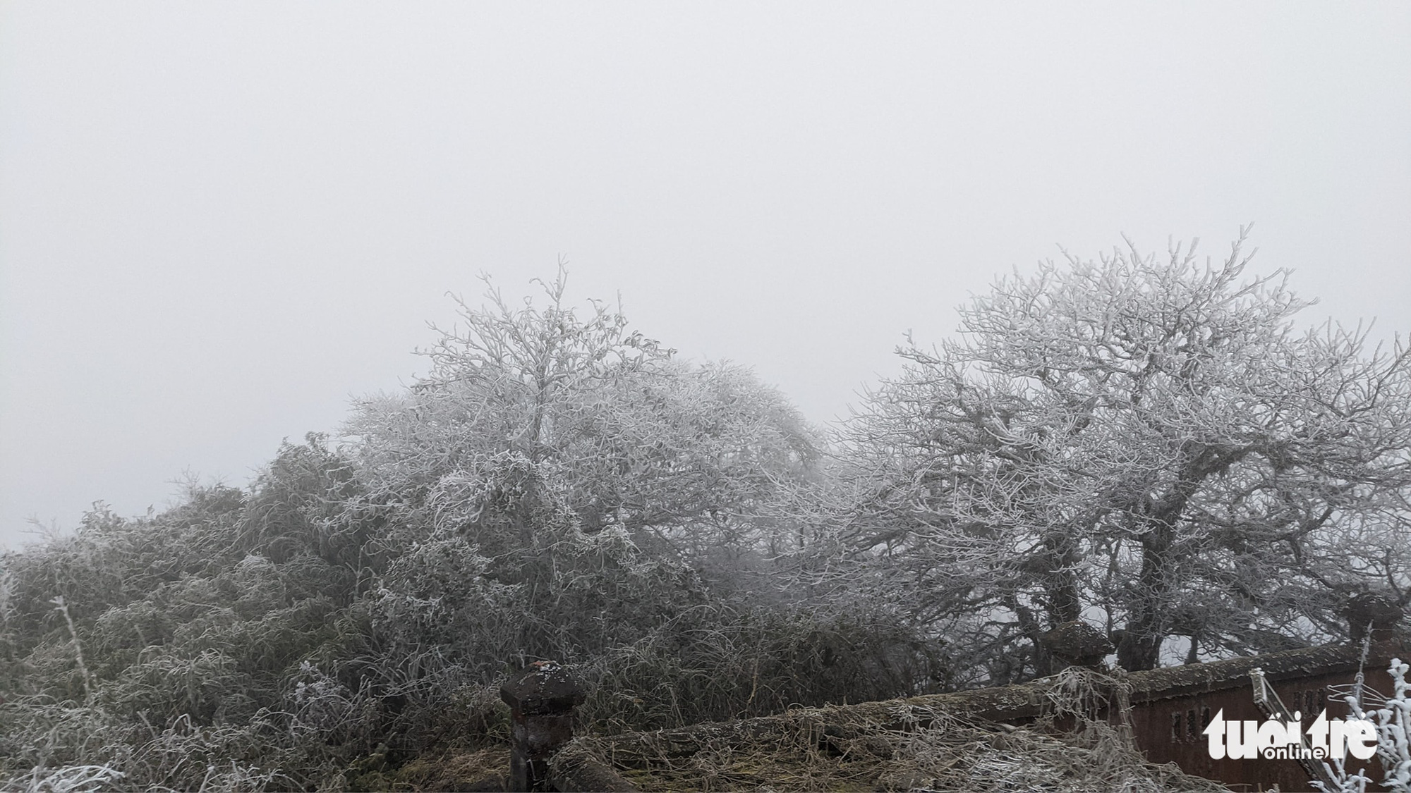 Frost covers tree branches on Phja Oac Mountain in Cao Bang Province, Vietnam, January 8, 2021. Photo: Ha Cuong / Tuoi Tre