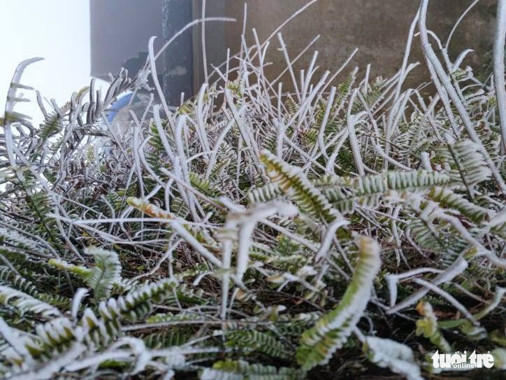 Frost forms on Mau Son Mountain in Lang Son Province, Vietnam, January 8, 2021. Photo: Minh Duc / Tuoi Tre
