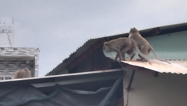 Monkeys vandalize neighborhood in Ho Chi Minh City