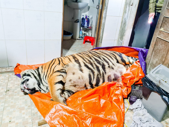 In Vietnam, man caught housing 250kg tiger