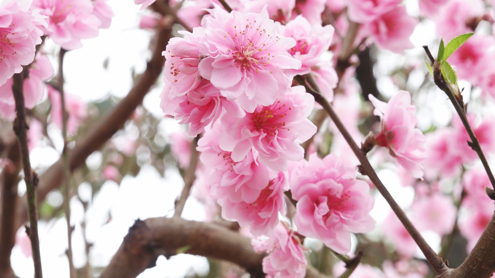 Peach blossoms: The shade of Lunar New Year in northern Vietnam