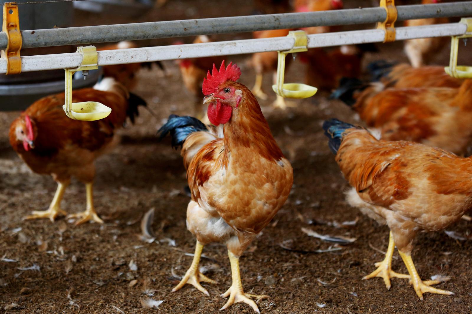 Vietnam culls 100,000 poultry as bird flu outbreaks spread