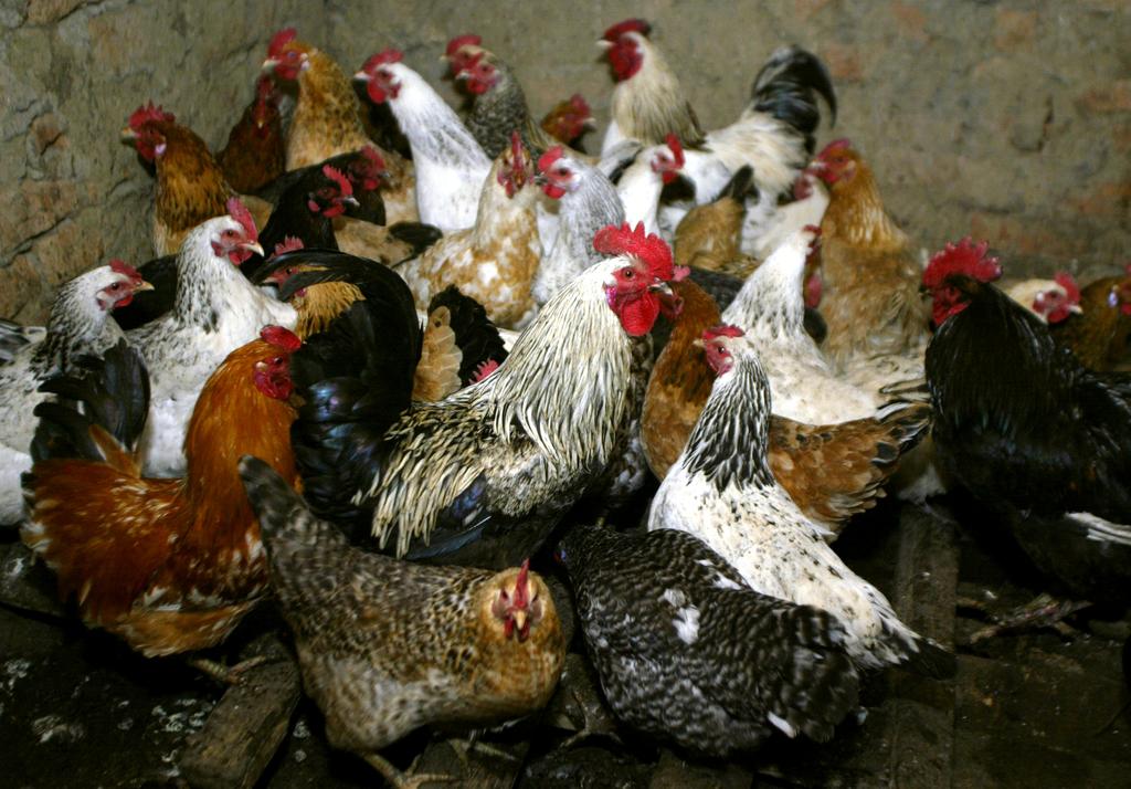 Russia reports world's first case of human infection with H5N8 bird flu