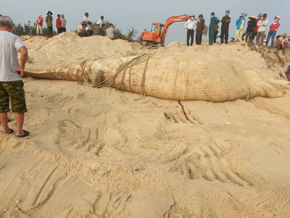 Local residents prepare to bury the whale that washed ashore in Binh Nam Commune, Thang Binh District of Quang Nam Province. Photo: H.Trong / Tuoi Tre