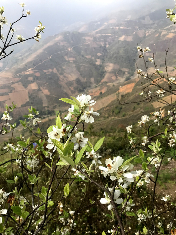 Docynia indica trees blossom in the mountains of the northern province of Son La in this picture taken in March 2021. Photo: Tuoi Tre