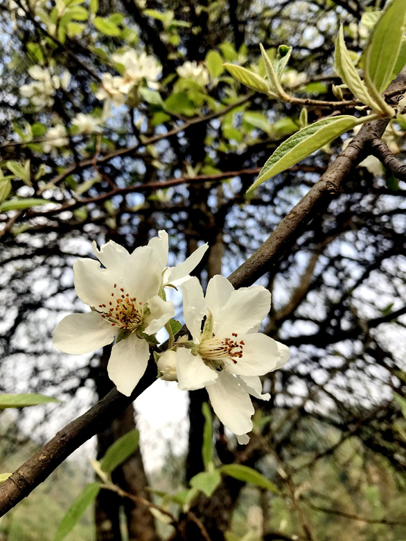 Docynia indica blossoms in the northern province of Son La. Photo: Tuoi Tre