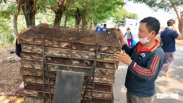 Trung, a trader from Hong Ngu District in Dong Thap Province, inspects the rats before they are transported to Phu Dat rat market at An Giang’s Binh Long Commune. Photo: Buu Dau / Tuoi Tre