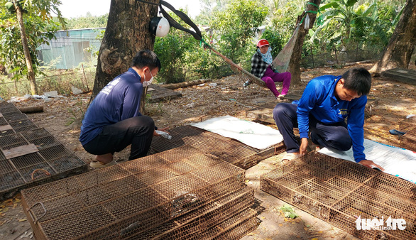 Workers prepares cages of chuot dong at a local rat market at Vinh Xuong Commune, Tan Chau Town in the Mekong Delta province of An Giang before they are transported for consumption. Photo: Buu Dau / Tuoi Tre
