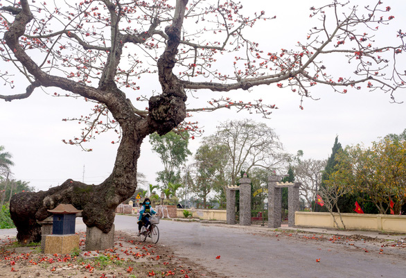A kapok tree has its specially shaped trunk spotted in Thai Thuy District, Thai Binh Province. Photo: Van Duy / Tuoi Tre