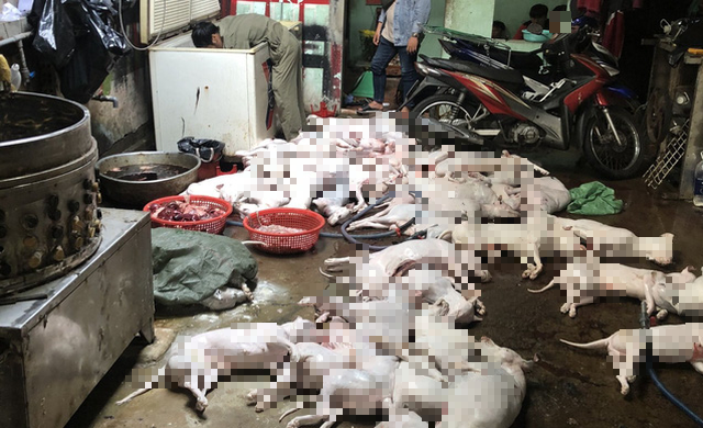 Police discover dog slaughterhouse after following suspected dog thieves in Ho Chi Minh City