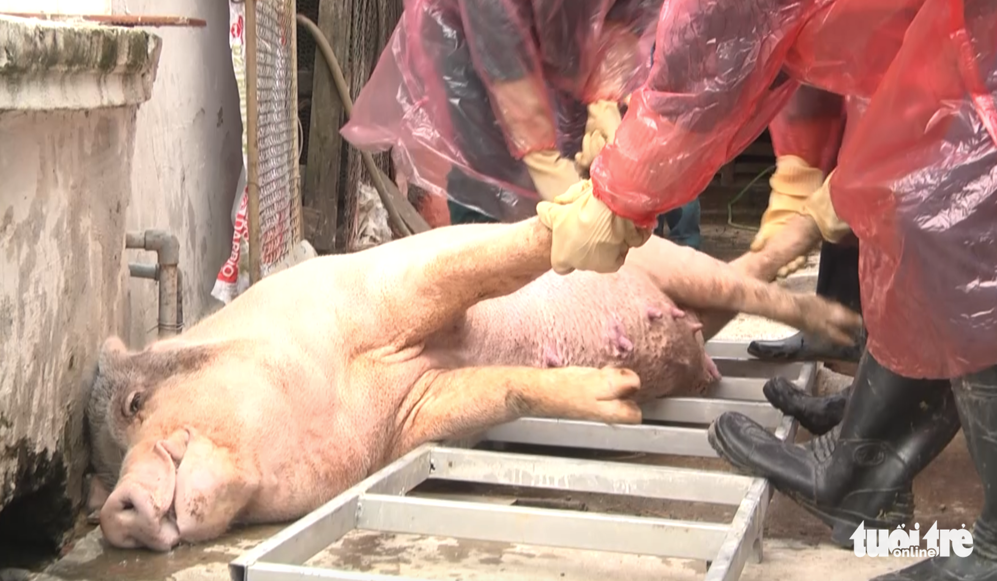 Locals dump dead pigs into rivers amidst African swine fever epidemic in Vietnamese province